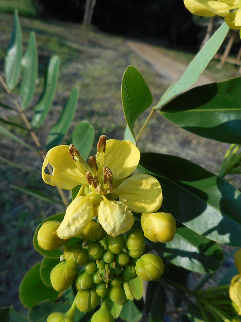 Senna siamea (Lam.) Irwin & Barneby Fabaceae Caesalpinioideae-Siamese cassia, ขี้เหล็กไทย, ขี้เหล็กหลวง