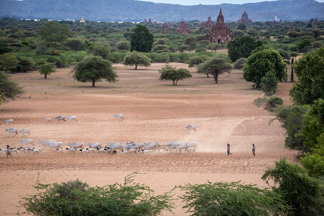 The Herd at Sunset - Bagan - Myanmar
