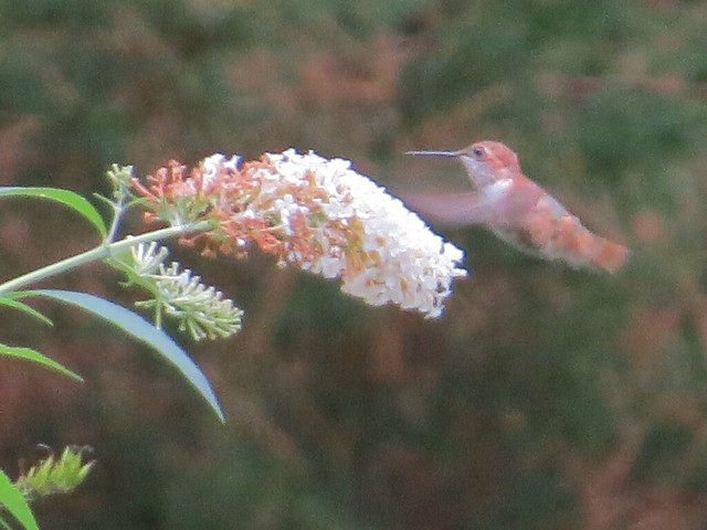 Rufous Hummingbird in Downer's Grove, IL 01