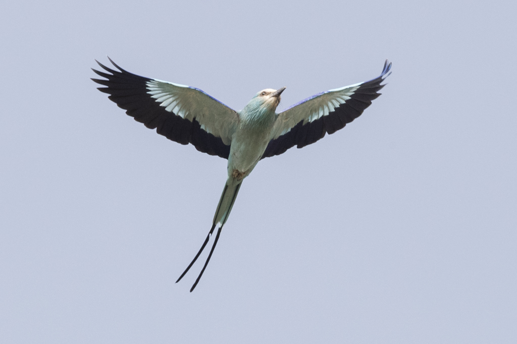 Abyssinian Roller   Gambia 2016