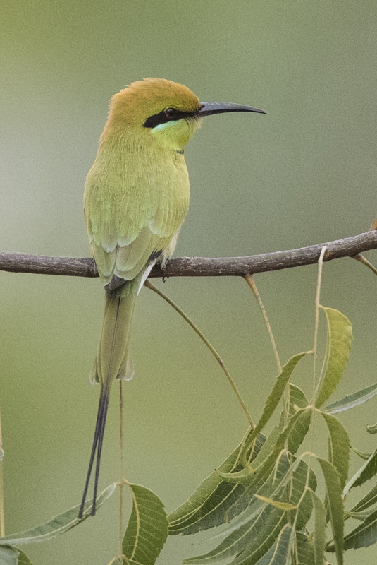 Little Green Bee-eater   Gambia 2016