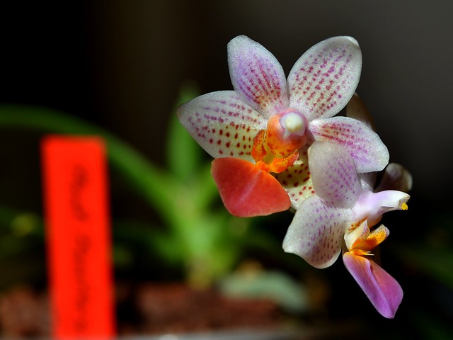 Phalaenopsis mini mark 14029389939_406491328e_z