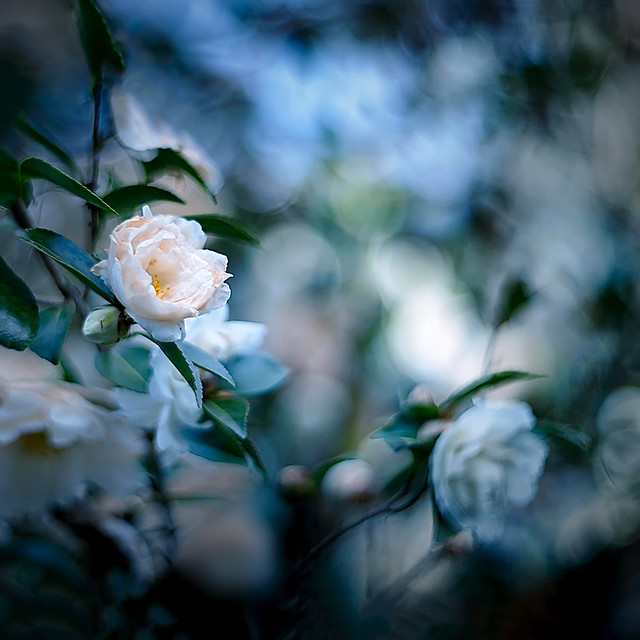 white camellia