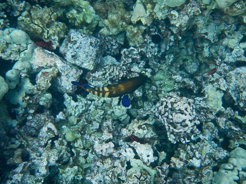 Snorkeling Kealakekua Bay