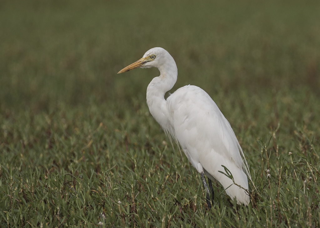 Great Egret  The Gambia 2016