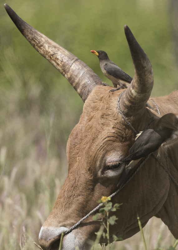 Yellow-billed Oxpecker   Gambia 2016