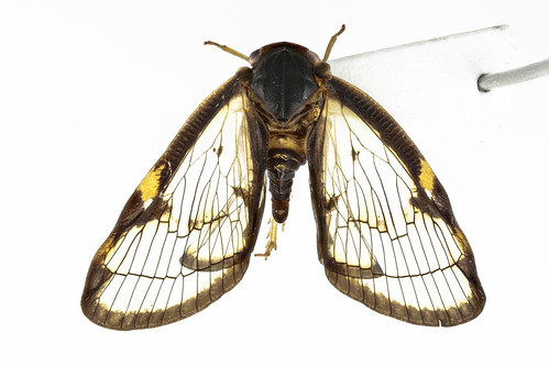 スケバハゴロモ　Euricania facialis Melichar, 1898-1-1
