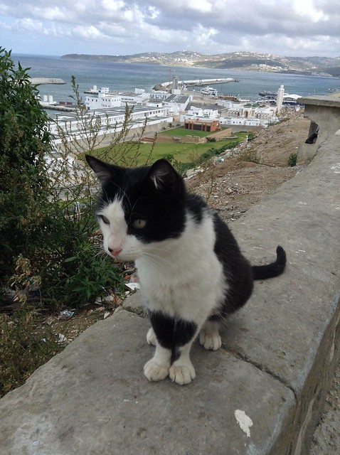 Cat in Tangier