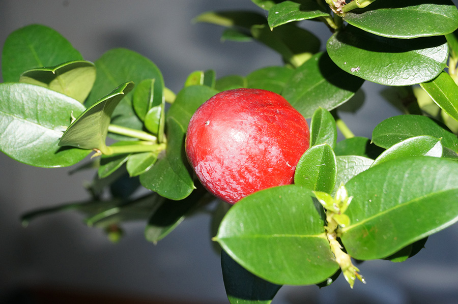 natal plum fruit01