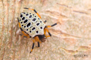Orb weaver spider (Alpaida tabula) - DSC_1077