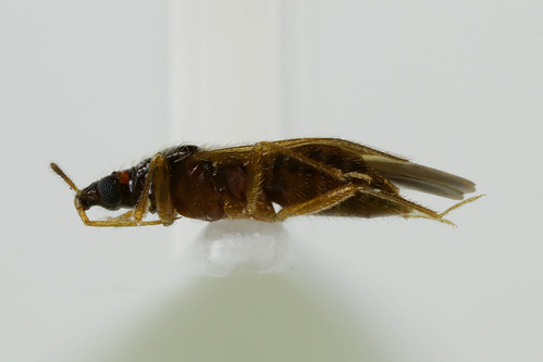 ヤサハナカメムシ　Amphiareus obscuriceps (Poppius, 1909)-3-3