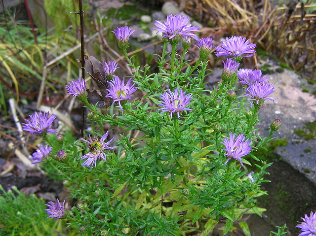 Very late autumn aster