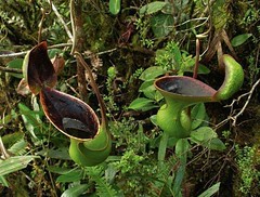 Sample Imagery from Carnivorous Plants and their Habitats (58)