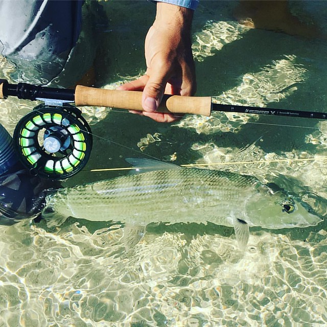890-4 Sage X and new Nautilus XL Max- this 8 weight outfit feels like a 5wt! #caddisflyshop #flyfishingbahamas #abacopalms #sageflyfishing #sageflyfish #nautilusreels #scientificanglers #amplitudelines
