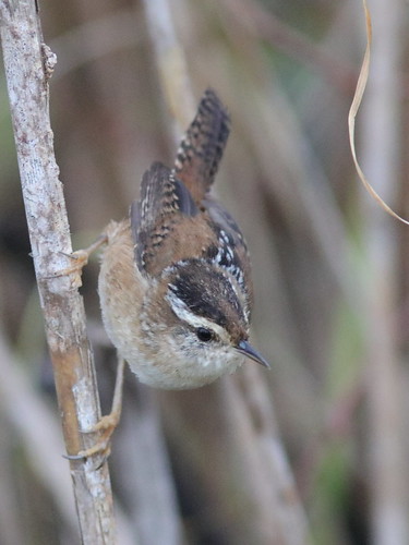 Marsh Wren 01-20161119