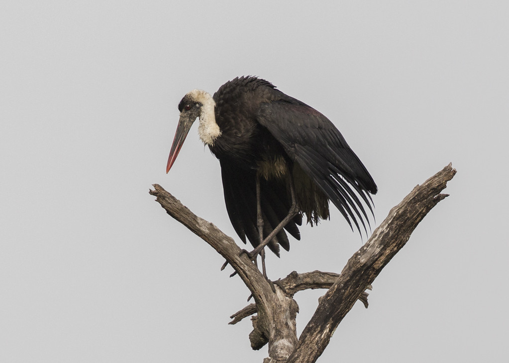 Woolly-necked Stork-  The Gambia 2016