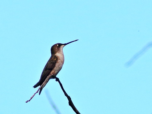 Ruby-throated hummingbird 20161125