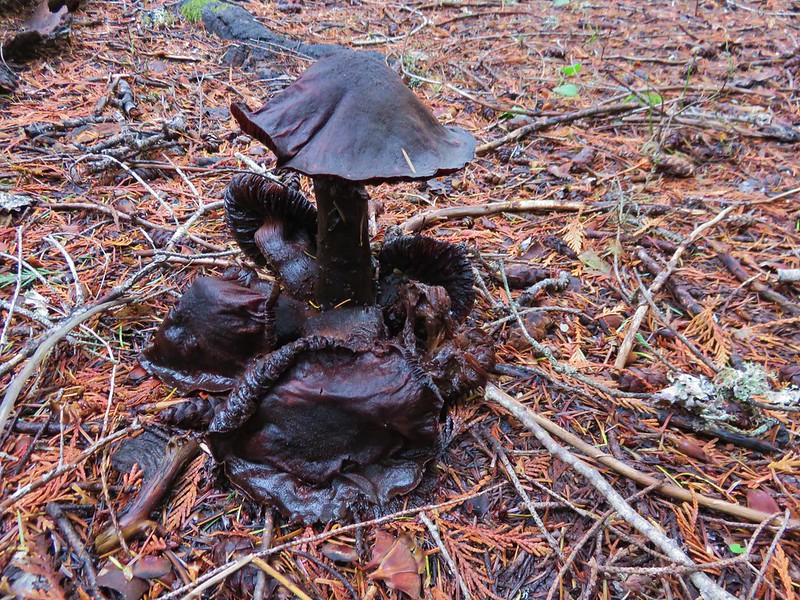 Mushroom groud near Black Lake