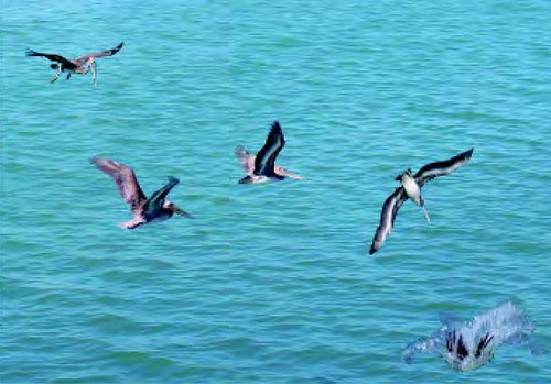 दुर्लभ जल पक्षियों और जैव विविधताओं के संरक्षक हैं नम भूमि