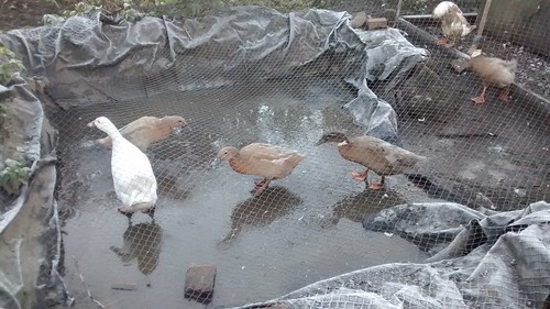 ducks on frozen pond Nov 16