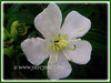 Melastoma malabathricum (Malabar melastome, Indian/Singapore/Straits Rhododendron, Common Sendudok, Malbar Gooseberry)