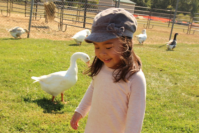 Mio hanging out with the geese