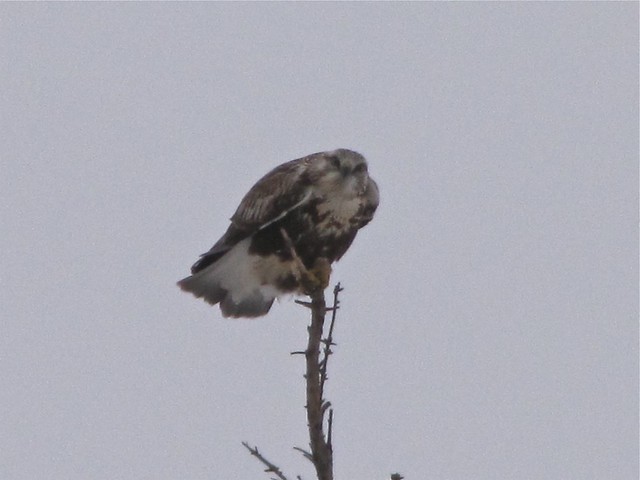 Rough-legged Hawk in Livingston County, IL 04