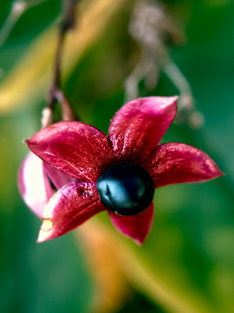 Clerodendrum trichotomum fruit