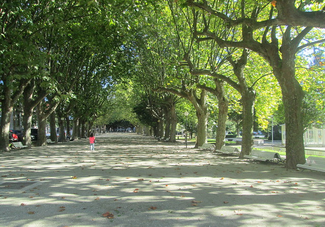 aavenue of trees