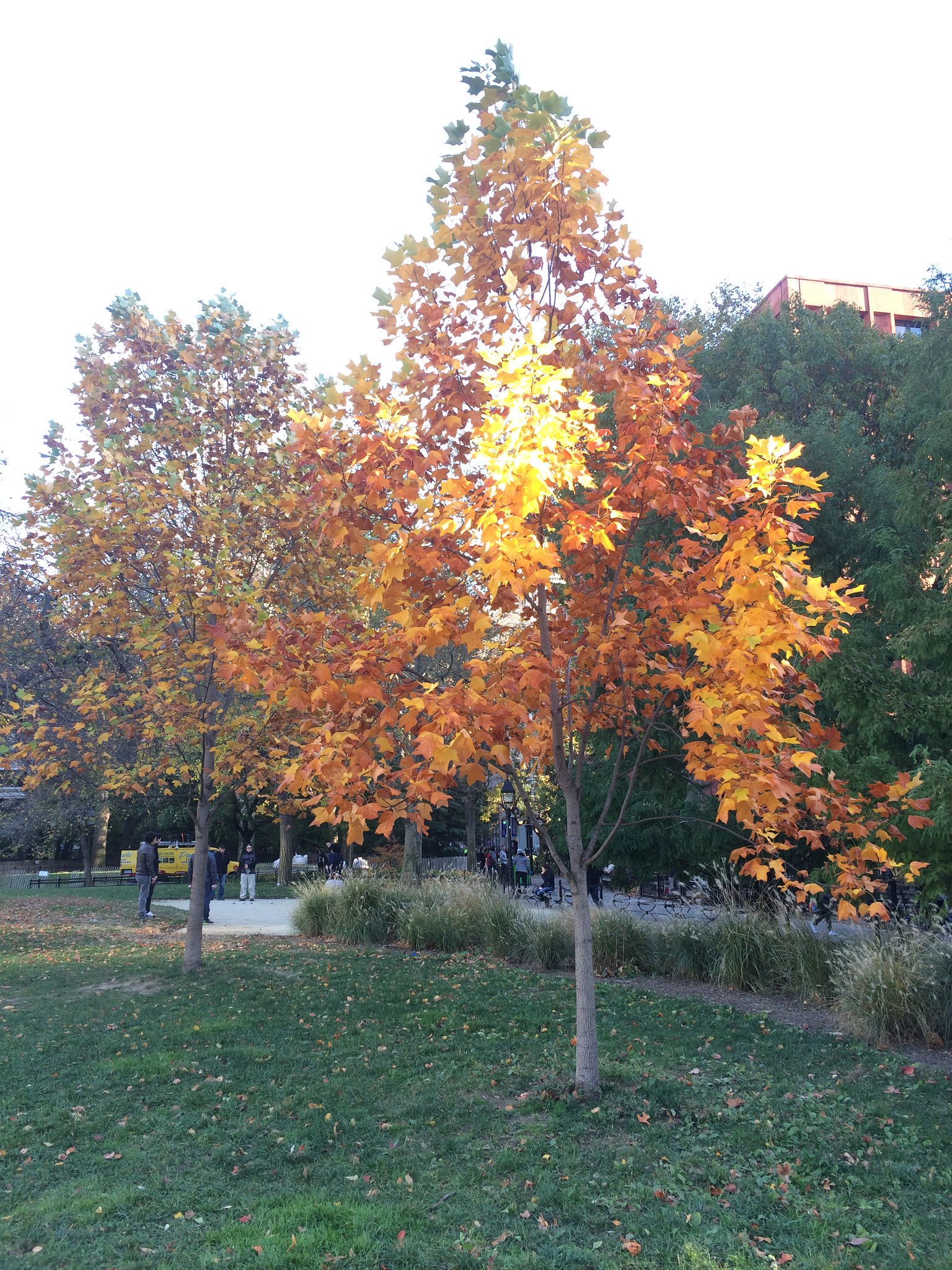 Washington Square Park, Fall 2016 Foliage, 11/12/16