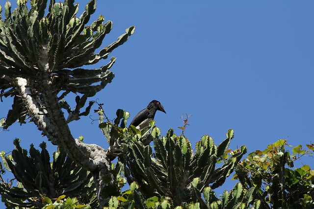 Trumpeter Hornbill bird sitting on the top of a tree South Africa Eastern Cape