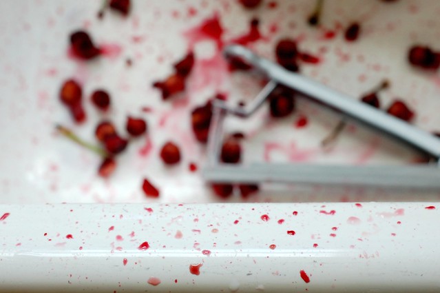 Cherry pitting carnage by Eve Fox, Garden of Eating blog, copyright 2011