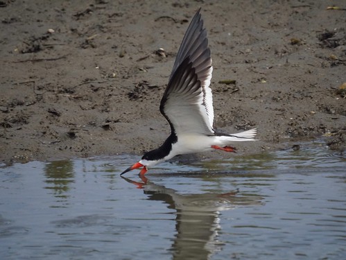 Black Skimmer