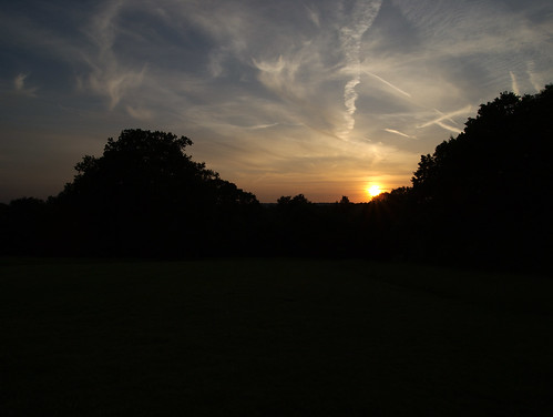 Treeline Sunset