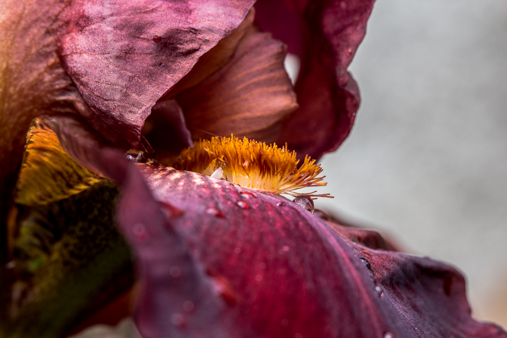 Iris en fleur