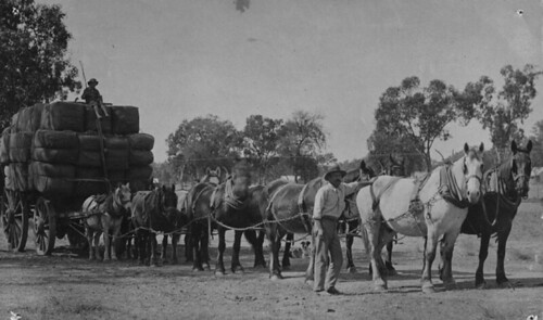 Horse drawn wool wagon, Barcaldine, Queensland, ca. 1905