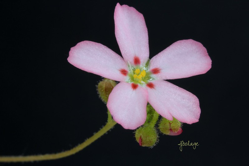 Drosera helodes Bullsbrook form (pale pink flowers with red dots) 26994009211_92ce1dee80_c