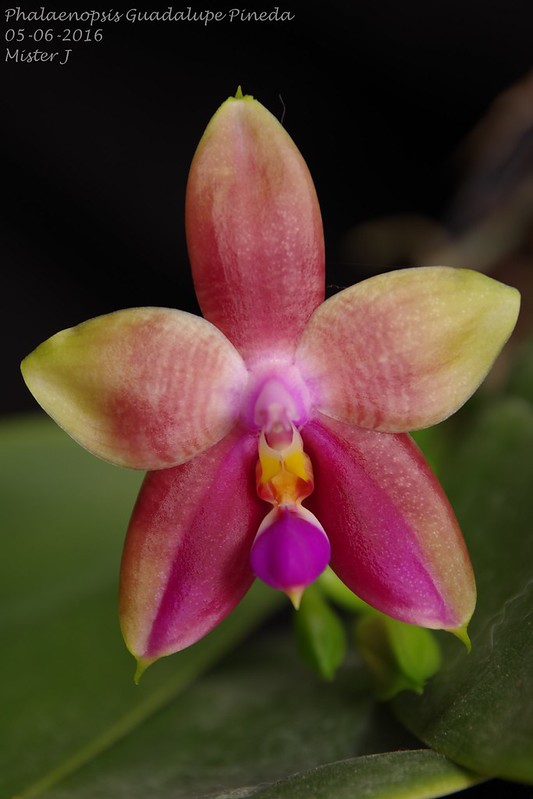 Phalaenopsis Guadalupe Pineda (bellina x amboinensis) 27409567131_26448cfb83_c