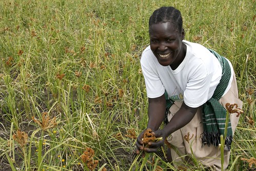 Harvesting hope after war in the fields of northern Uganda