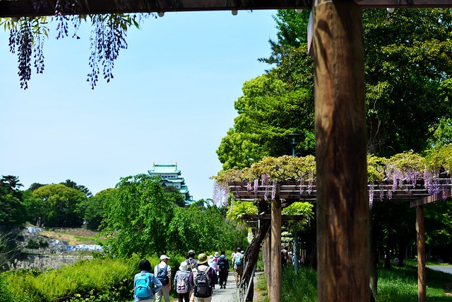 名城公園_藤の回廊