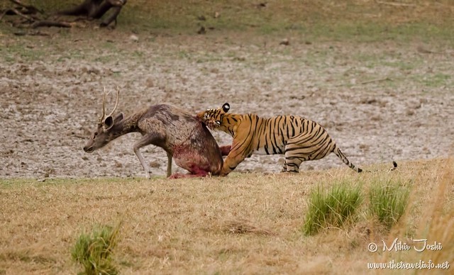 Tiger Kill