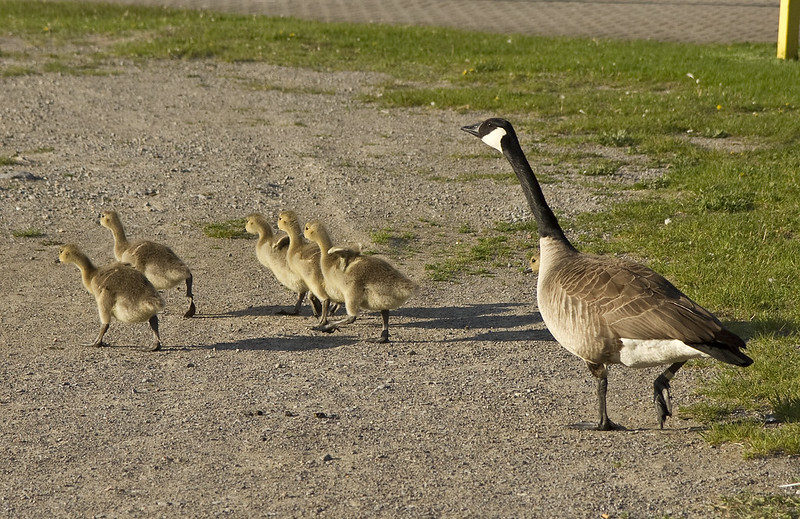goslings - wild goose chase2