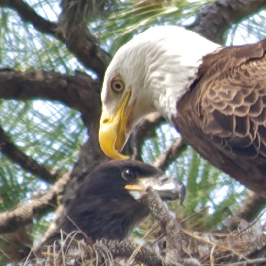 Bald Eagle & Chick