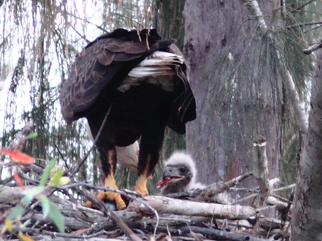 Bald Eagle male feeding eaglet 5-20120217