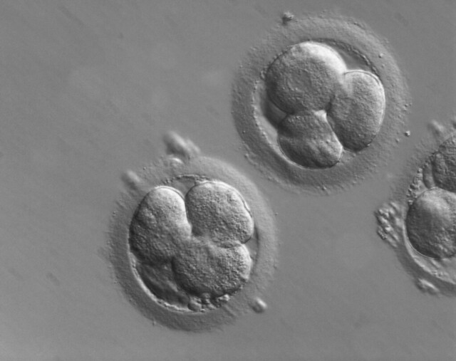 Early human embryos