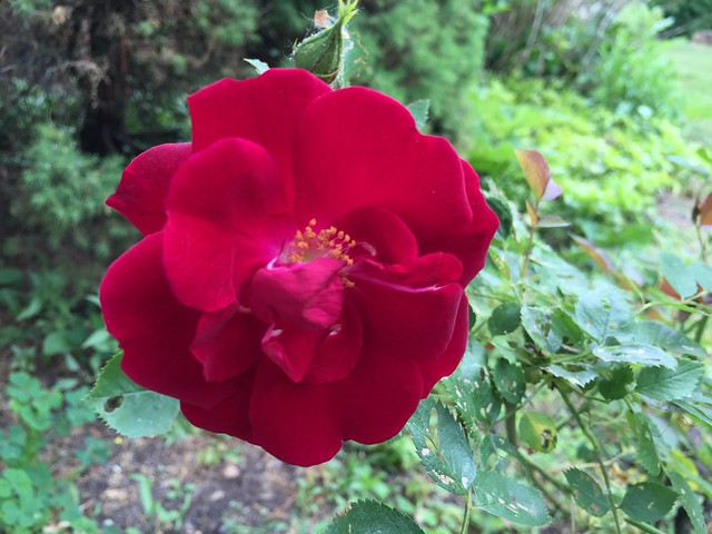 Garden Bloggers' Bloom Day: June 2016