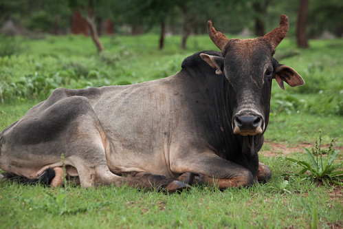 Boran cattle
