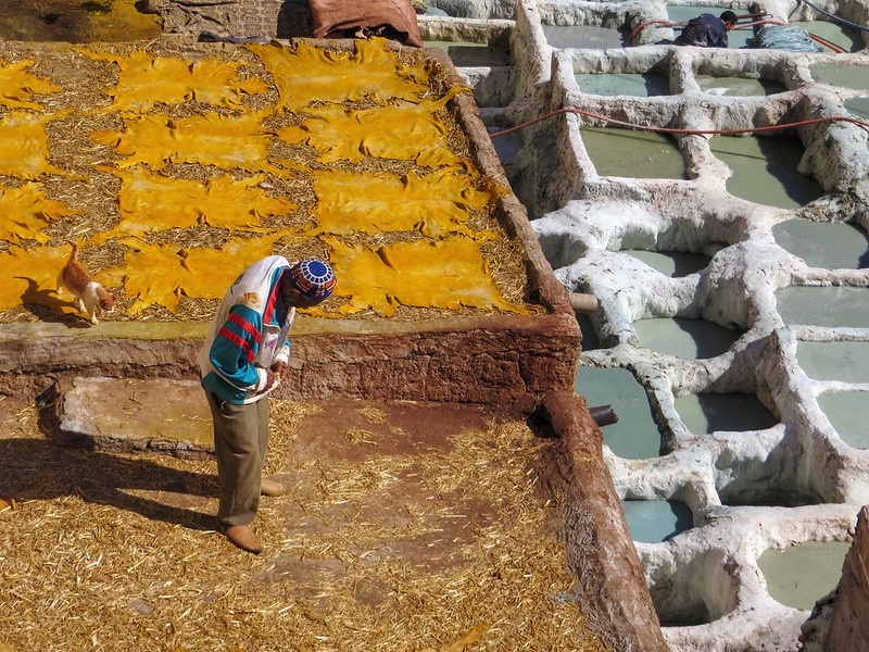 Man and cat inspect the tannery in Fez, Morocco