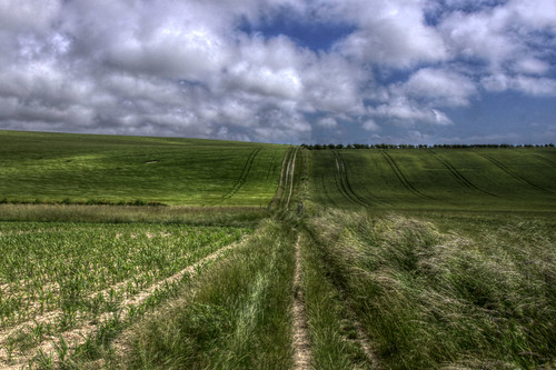 Sussex downs