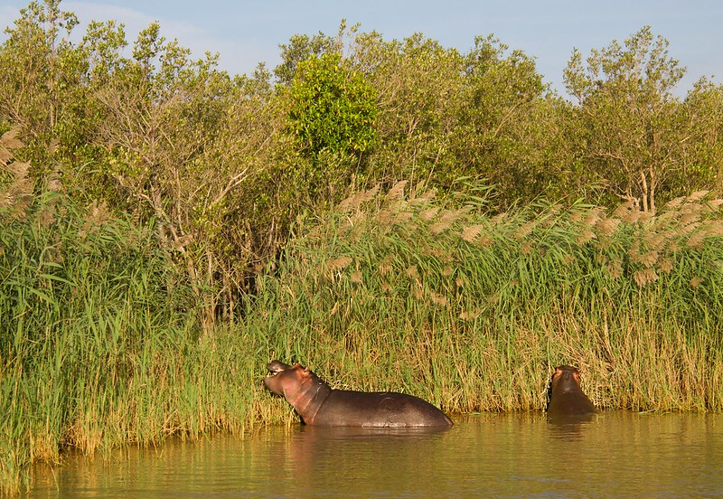 Por el norte de SUDÁFRICA. Montañas, playas, fauna y sus gentes - Blogs de Sudáfrica - Hipopótamos en Santa Lucía: PN iSimangaliso Westland Park (15)